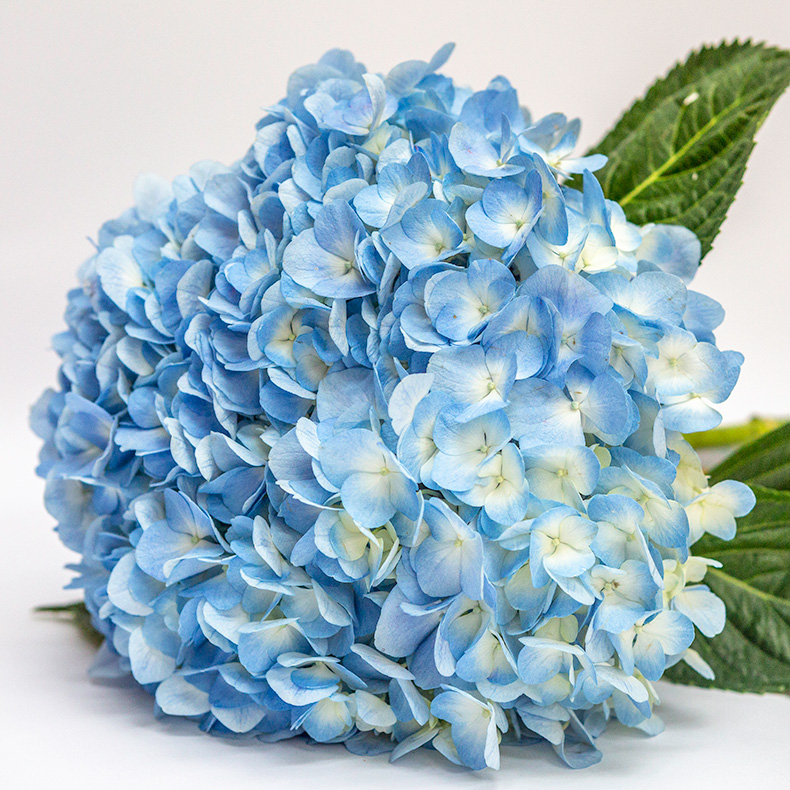 大海蓝绣球鲜切花