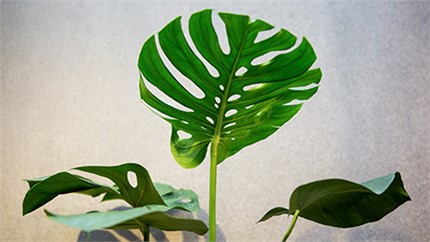 为什么在店里长得好好的植物，买回家就命都没了？